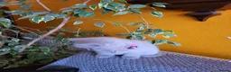 British Shorthair cats for sale: 4 adorable British Shorthair kittens - Advert 16