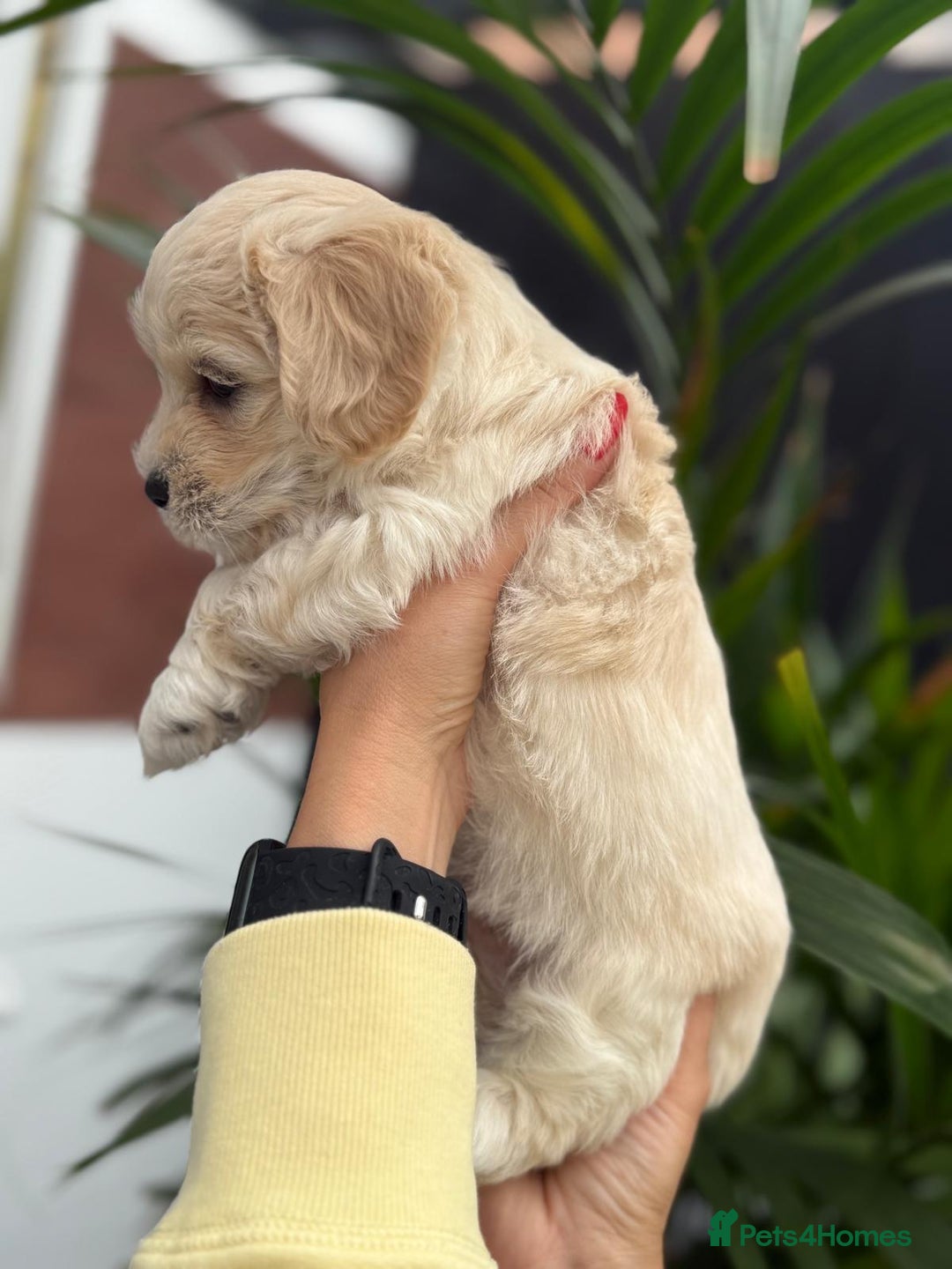 Maltipoo dogs for sale: ❤️Maltipoo beutifull puppies healthy checked❤️😍🥰 - Image 19