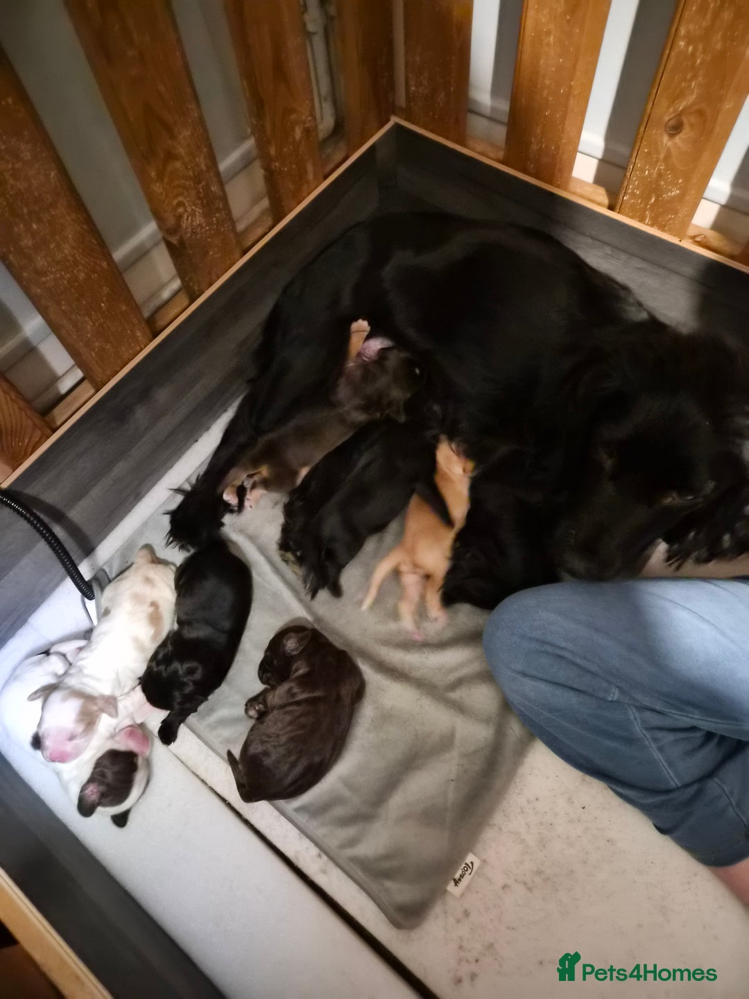 Sprocker dogs for sale: Sprocker x Cocker puppies for sale - Advert 1