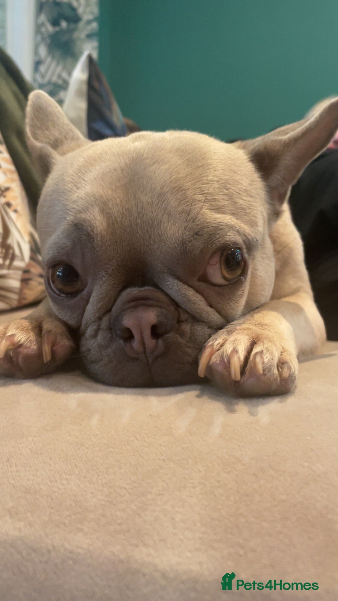 French Bulldog dogs Beautiful Frenchie Puppies  - Advert 1