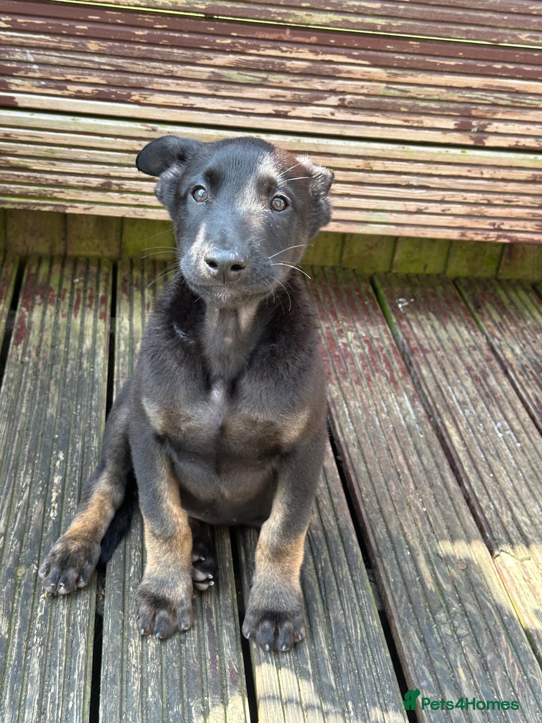 Belgian Shepherd Dog dogs for sale: Dutch herder puppies  - Image 4