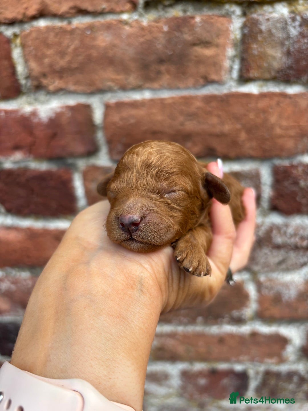 Miniature Poodle dogs for sale: Stunning KC Registered Tiny Red Miniature Poodles - Image 13