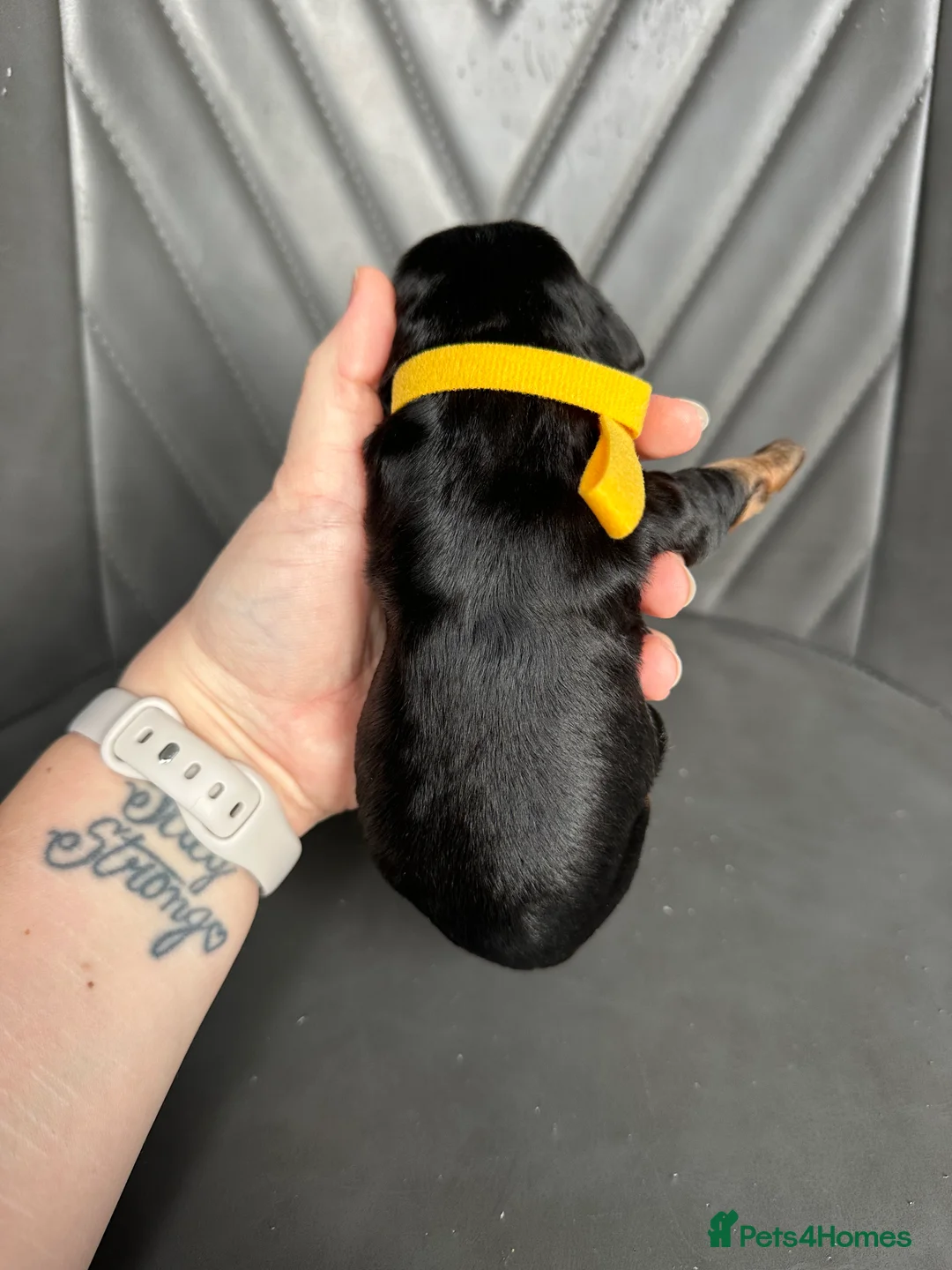 Cockapoo dogs for sale: 🌟 Stunning F1 Cockapoo Puppies 🌟  - Advert 17