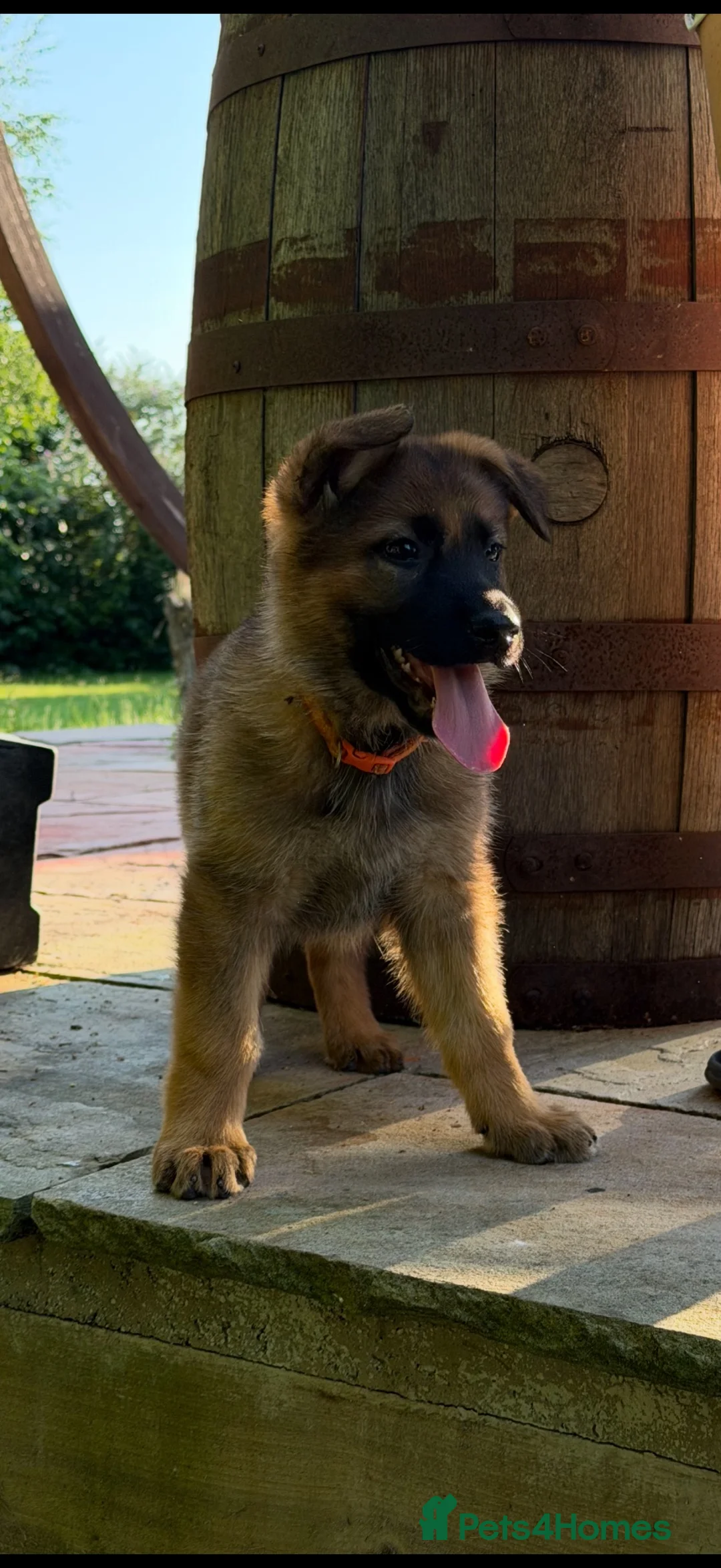 German Shepherd dogs for sale: GSD pups - Advert 1