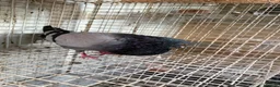 Pigeons birds for sale: Pouters & Croppers pigeons  - Advert 4