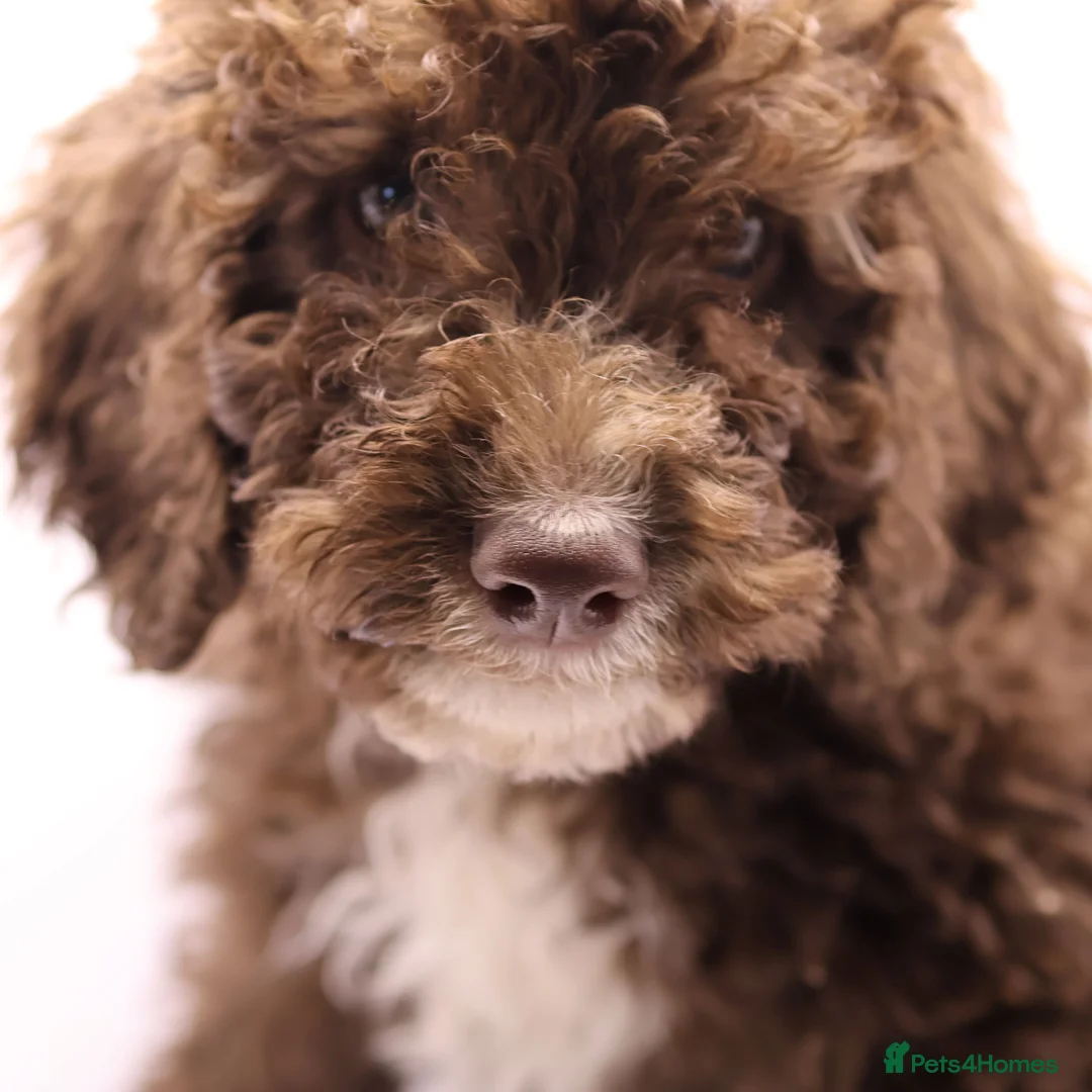 Labradoodle dogs for sale: 🐾🌈 Bred for Potential, Raised for Resilience🐾🌈 - Advert 33