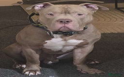 American Bully dogs for stud: Tan and white Boy American bully  - Image 1