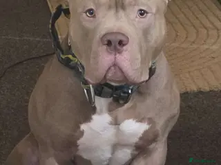 American Bully dogs Boy Pocket American bully - Advert 2