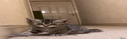 Scottish Fold cats for sale: Stunning Scottish Fold & Straight Kittens - Advert 6