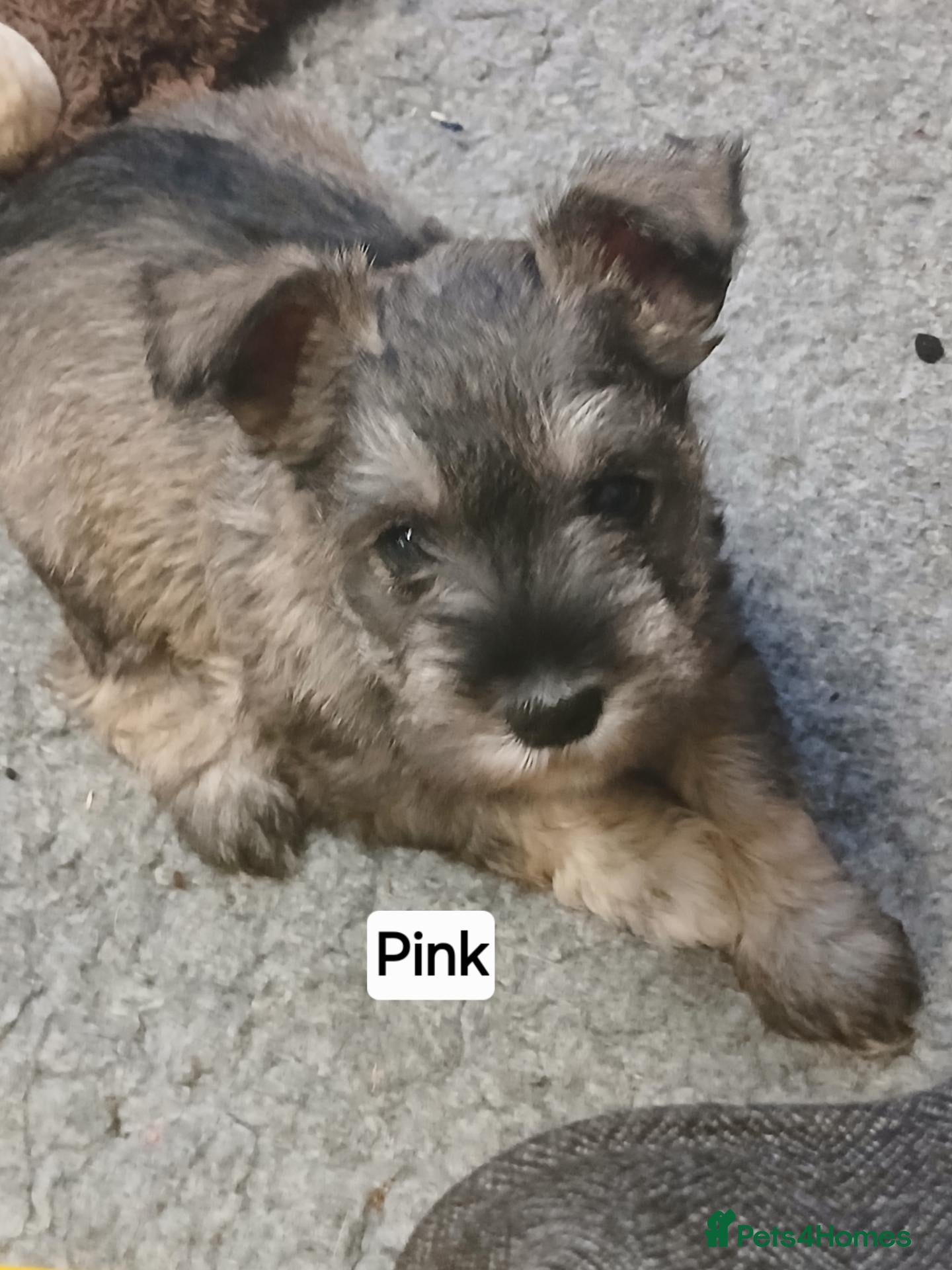 Miniature Schnauzer dogs Miniature shnauzer last remaining girl - Advert 1