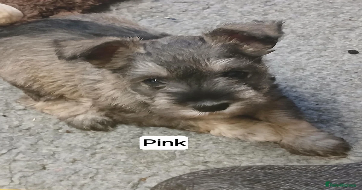 Miniature Schnauzer Puppies for sale in Brecon, Powys | Pets4Homes