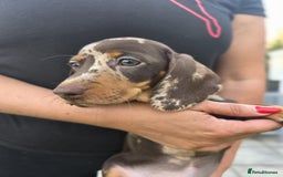 Dachshund dogs for sale: Beautiful piebald and dapple dachshund puppies  - Image 15