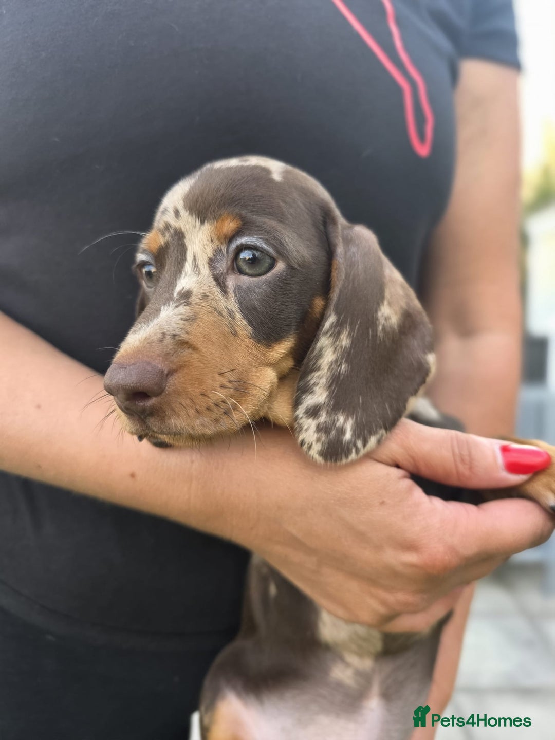 Dachshund dogs for sale: Beautiful piebald and dapple dachshund puppies  - Image 15