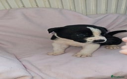 Mixed Breed dogs for sale: Huge American akita x cane corso pups - Advert 18