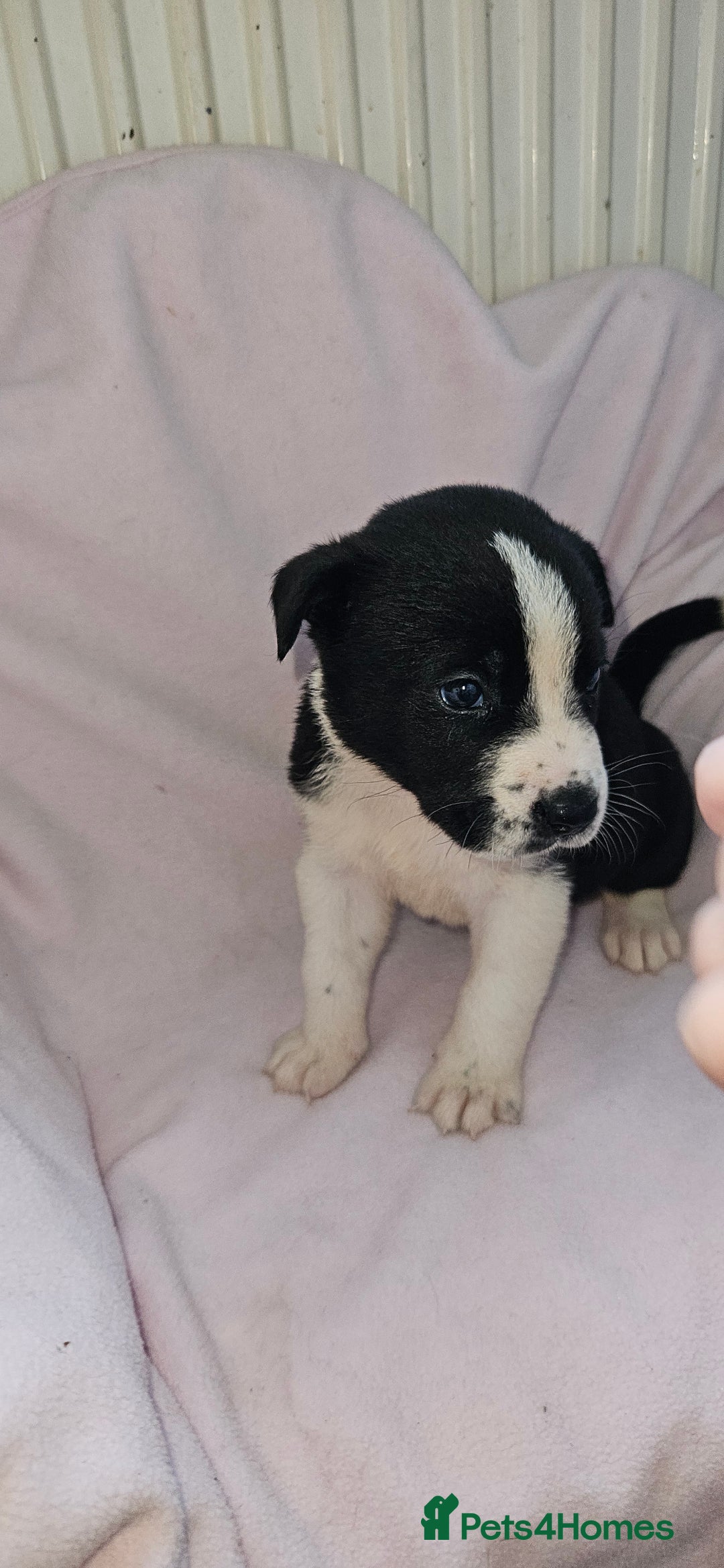 Mixed Breed dogs for sale: Huge American akita x cane corso pups - Advert 18