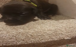 Staffordshire Bull Terrier dogs for sale: Staffordshire Bull Terrior Pups - 9 in total. - Image 21
