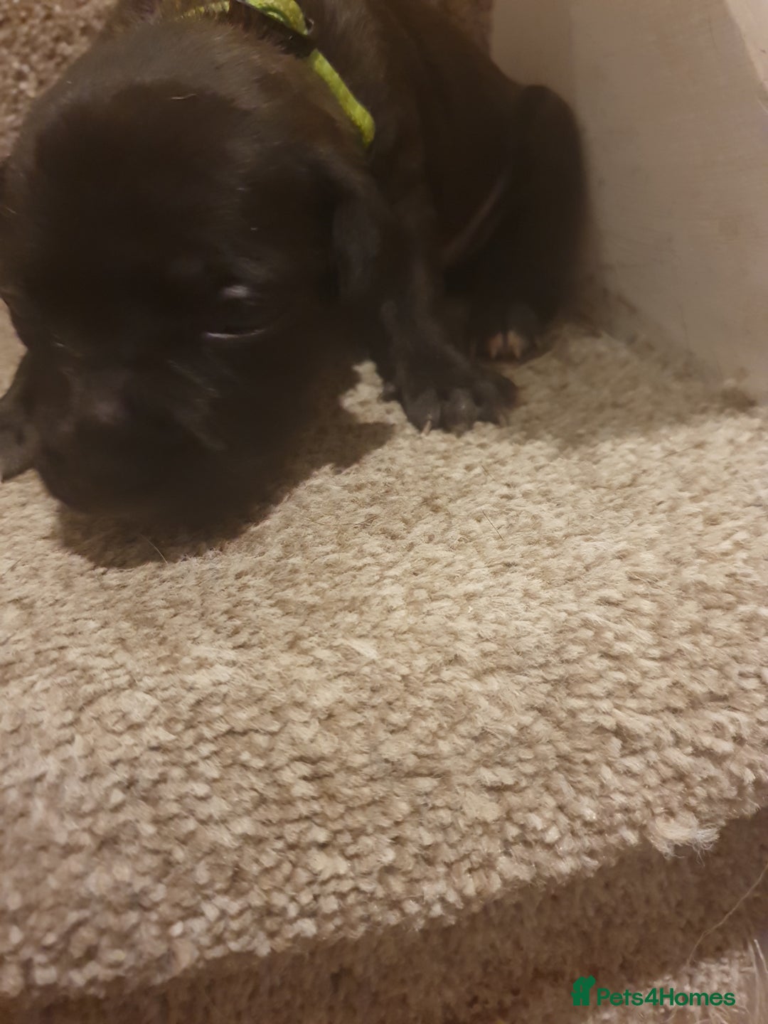 Staffordshire Bull Terrier dogs for sale: Staffordshire Bull Terrior Pups - 9 in total. - Image 21
