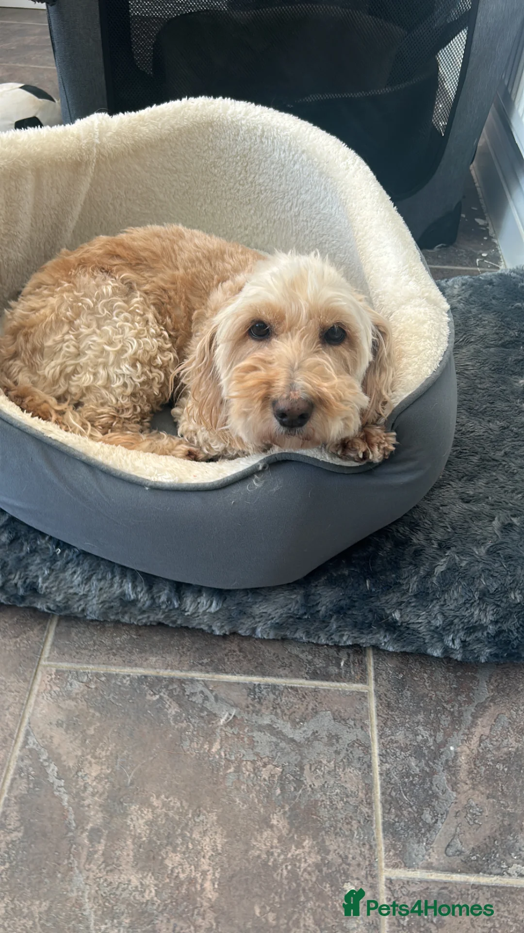Cockapoo dogs for sale: 8year old cockapoo looking for loving home  - Advert 2