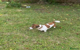 Jack Russell dogs for stud: Jack Russell Stud - Image 6