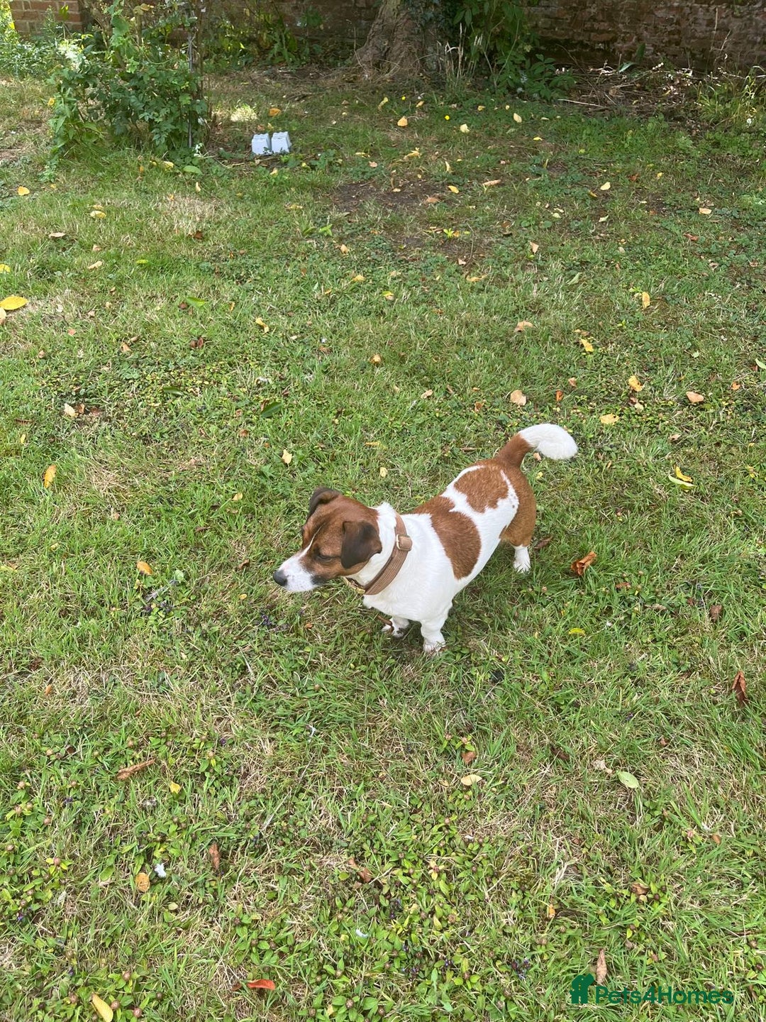 Jack Russell dogs for stud: Jack Russell Stud - Image 6
