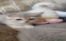 British Shorthair cats for sale: Beautiful Pure British shorthair kittens - Image 8