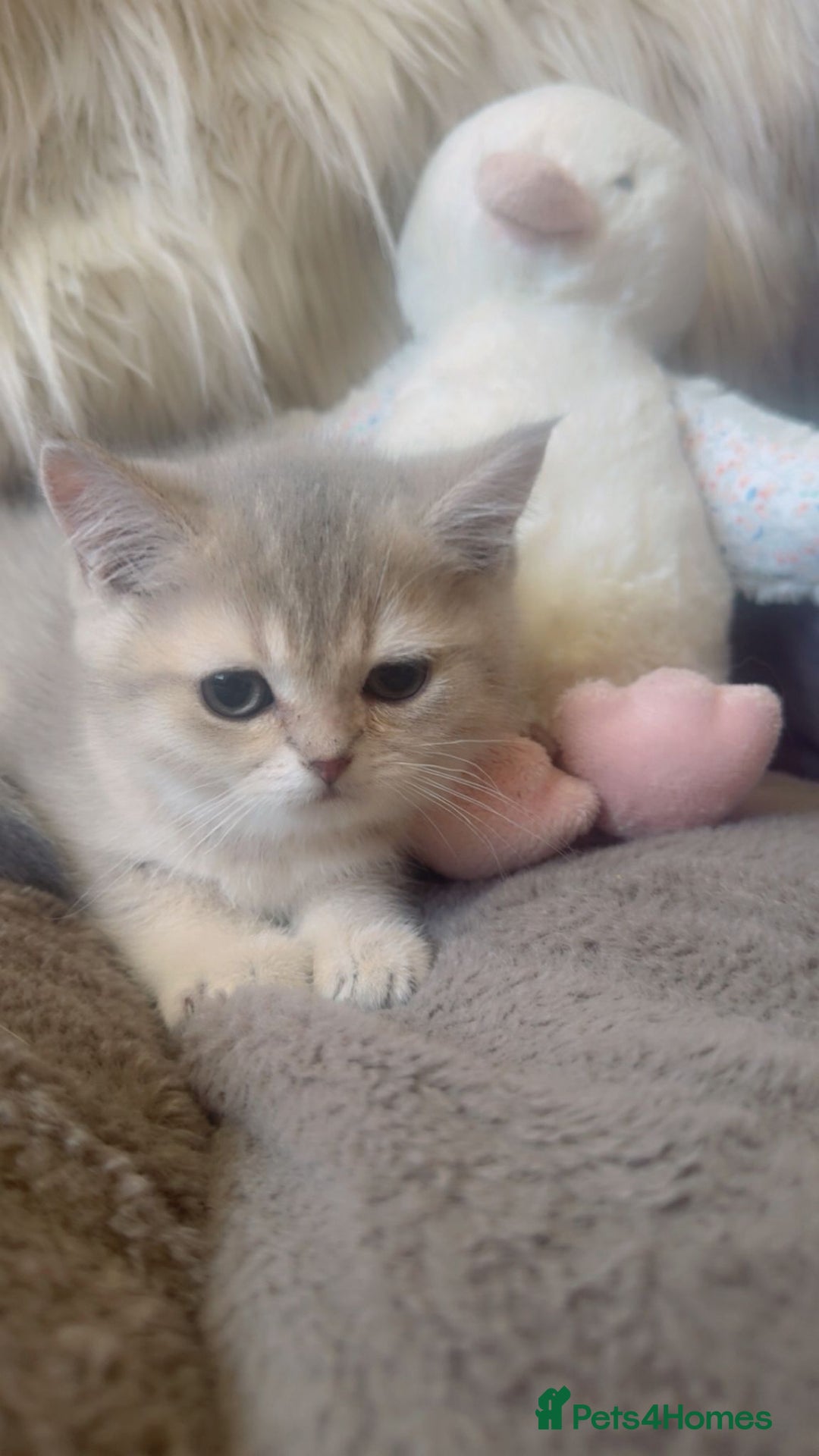 British Shorthair cats for sale: Beautiful Pure British shorthair kittens - Image 8