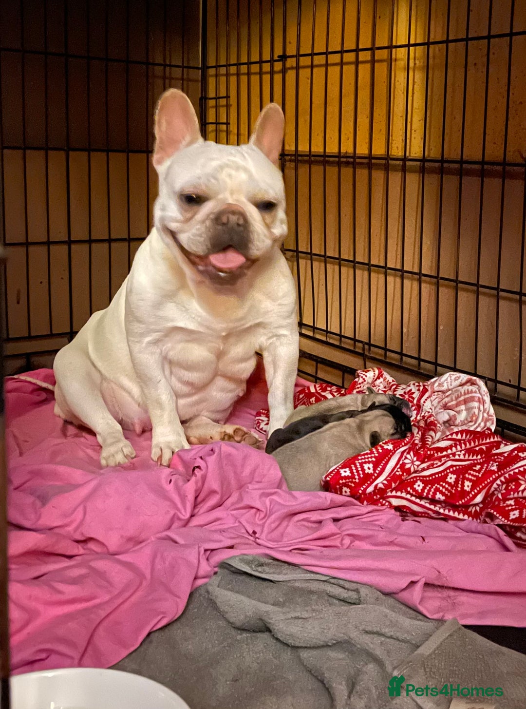 Frug dogs for sale: Gorgeous sweet frug puppy  - Advert 5