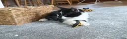 Mixed Breed cats for sale: Kittens for sale - Advert 3