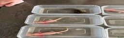 Axolotl reptiles for sale: Rescue Axolotls Looking For New Home  - Advert 10