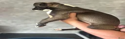 Mixed Breed dogs for sale: Mixed Breed Puppies - Advert 4