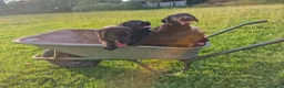Labrador Retriever dogs for sale: 5 beautiful labrador pups looking forever homes  - Advert 16