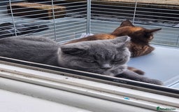 Havana Brown cats for sale: Rare Havana Brown's kittens - Image 8
