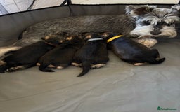 Miniature Schnauzer dogs for sale: Miniature Schnauzers Puppies - Image 7