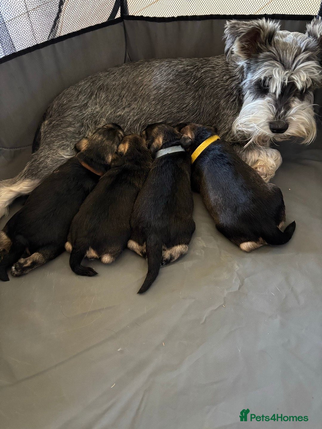 Miniature Schnauzer dogs for sale: Miniature Schnauzers Puppies - Image 7