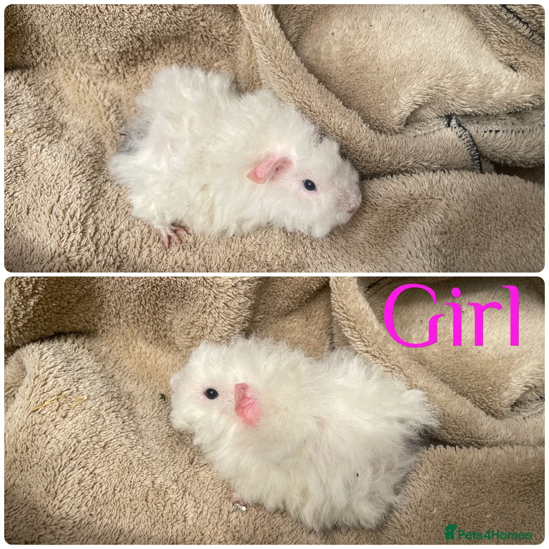 Guinea Pig rodents for sale: Female guinea pigs  - Advert 2