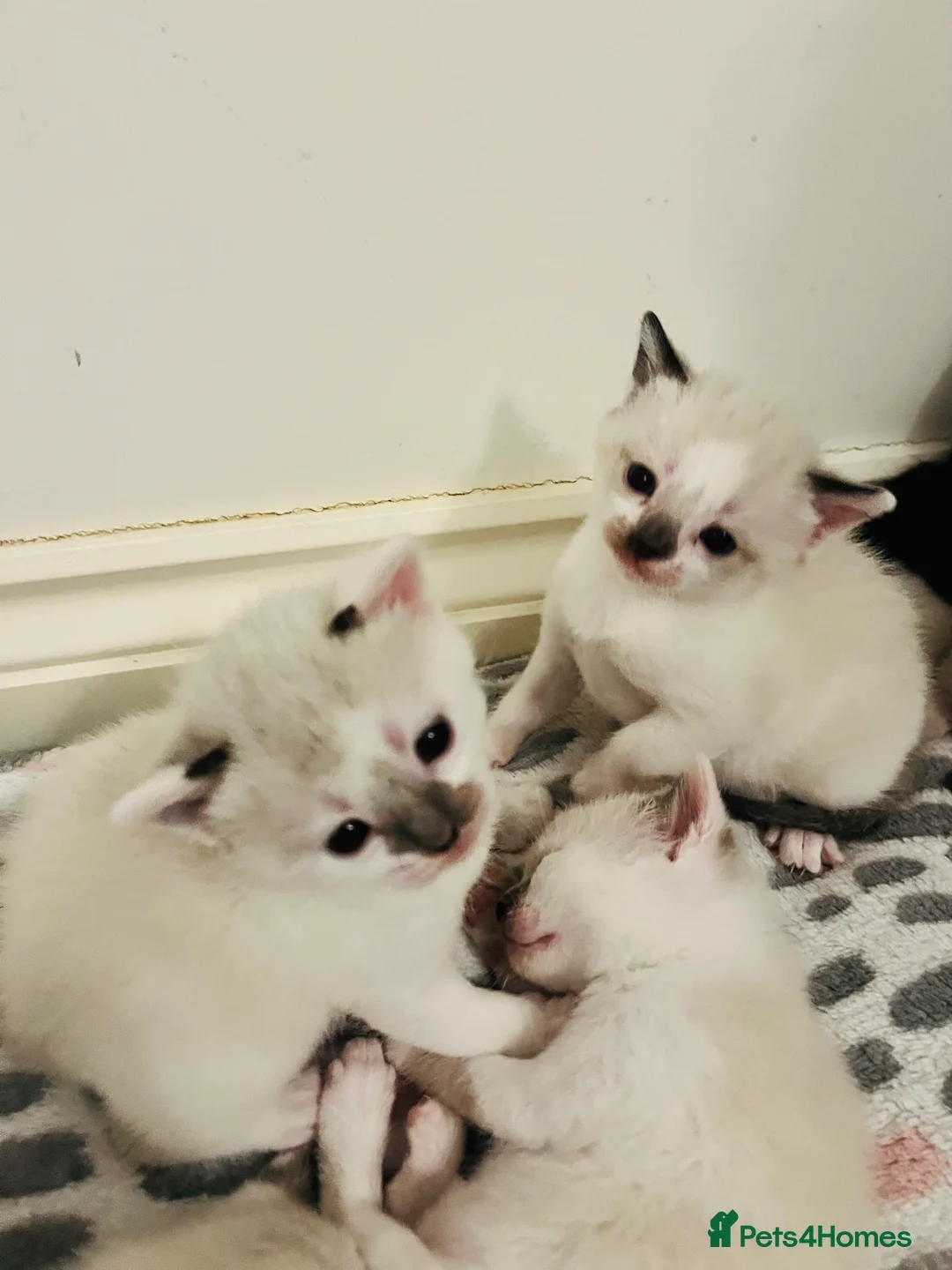 Mixed Breed cats for sale: Gorgeous Snowshoe Siamese Kittens  - Advert 22