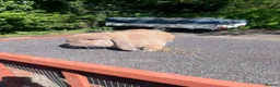 Mini Lop rabbits for sale: Mini Lop Rabbits | Ready Now | Hampshire in Alton - Advert 6