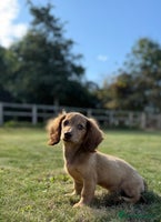 Miniature Dachshund dogs - Advert 3