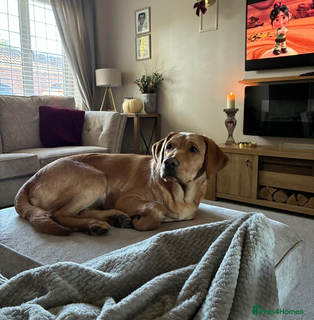 Labrador Retriever dogs for sale: Milo. Red fox Labrador.  - Advert 2