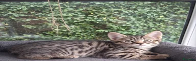 Toyger male 1 