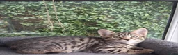 Mixed Breed cats for sale: Stunning Toyger striped tabbies 😻 - Advert 12