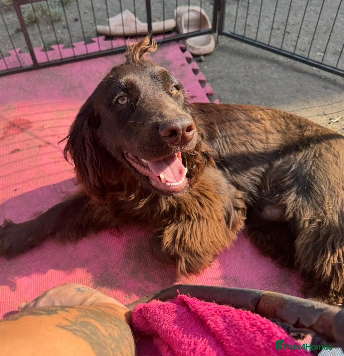 Mixed Breed dogs Sprockerdor looking for new home  - Advert 1