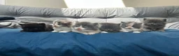 Mixed Breed cats for sale: £400 persian tortoiseshell kittens - Advert 14