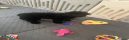 Cavapoo dogs for sale: Merlesque F1b trained puppies - Advert 5