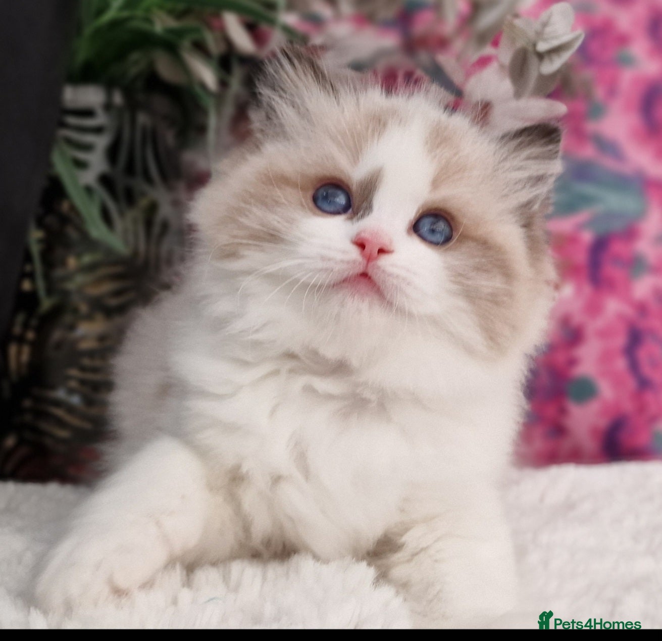 Ragdoll cats 🏆✨️Exclusive kittens from Champion parents🥇🐈 - Advert 1