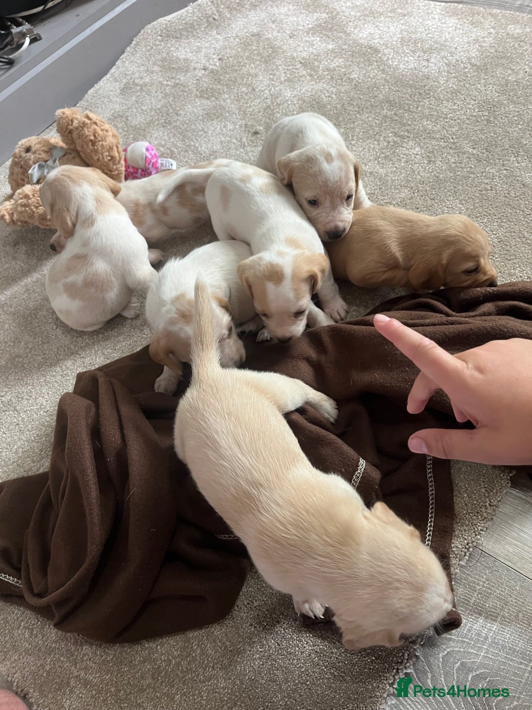 Bocker dogs for sale: Beautiful bocker/beagle puppies - Image 3