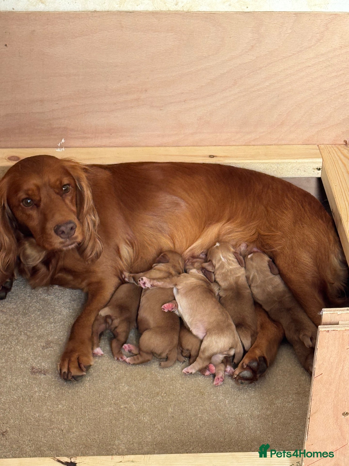 Cocker Spaniel dogs Working cocker spaniel  - Advert 5