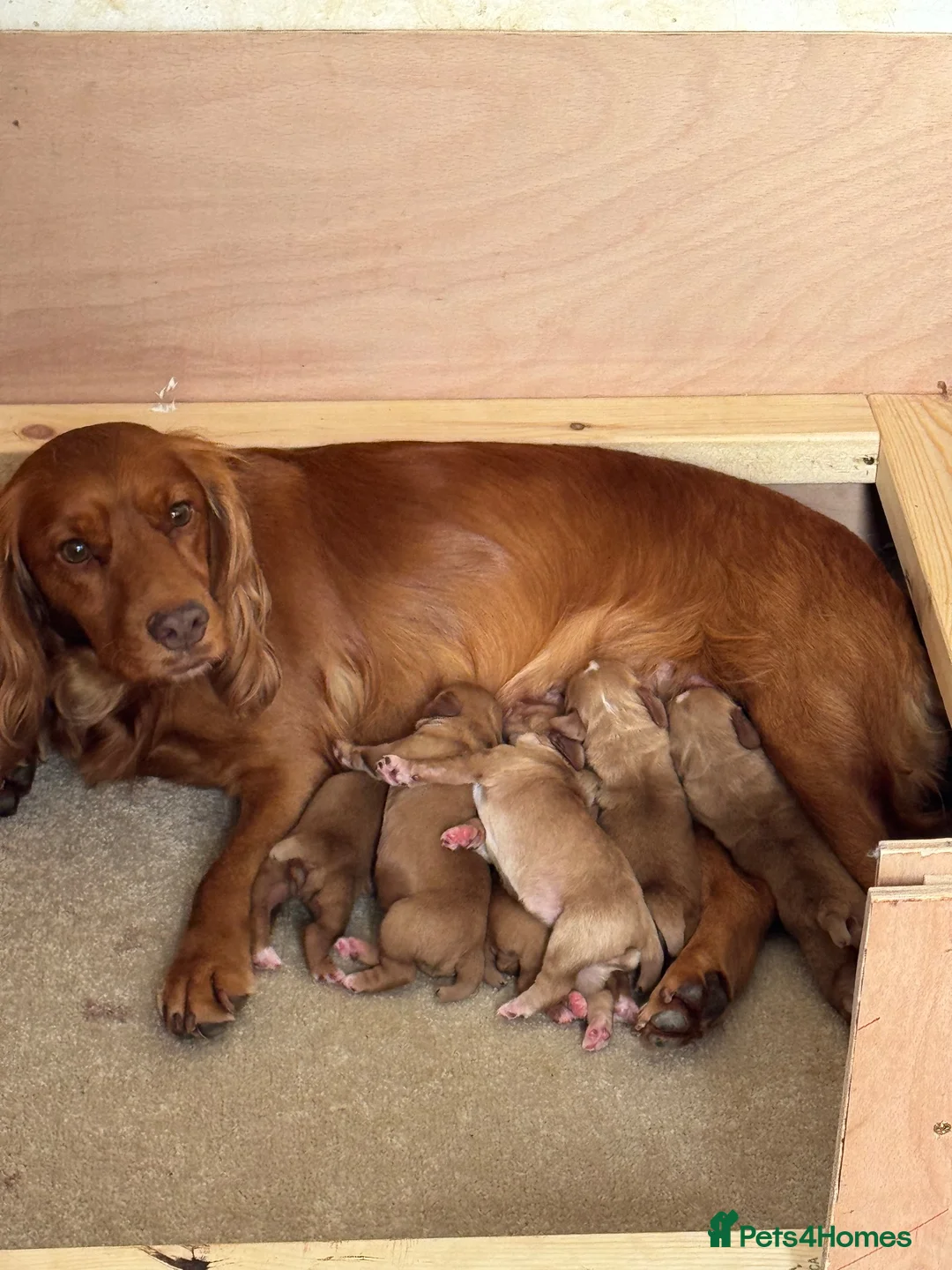 Cocker Spaniel dogs for sale: Working cocker spaniel  - Advert 1