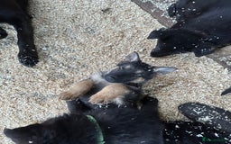 German Shepherd dogs for sale: German shepherd puppies  - Advert 34