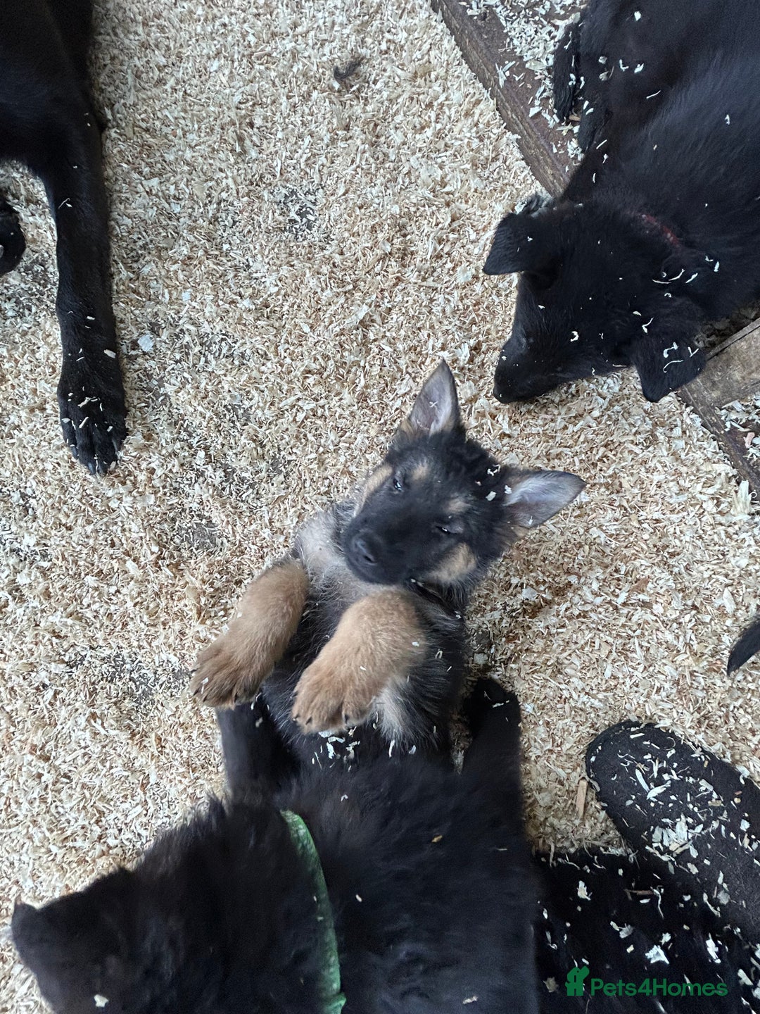 German Shepherd dogs for sale: German shepherd puppies  - Advert 34